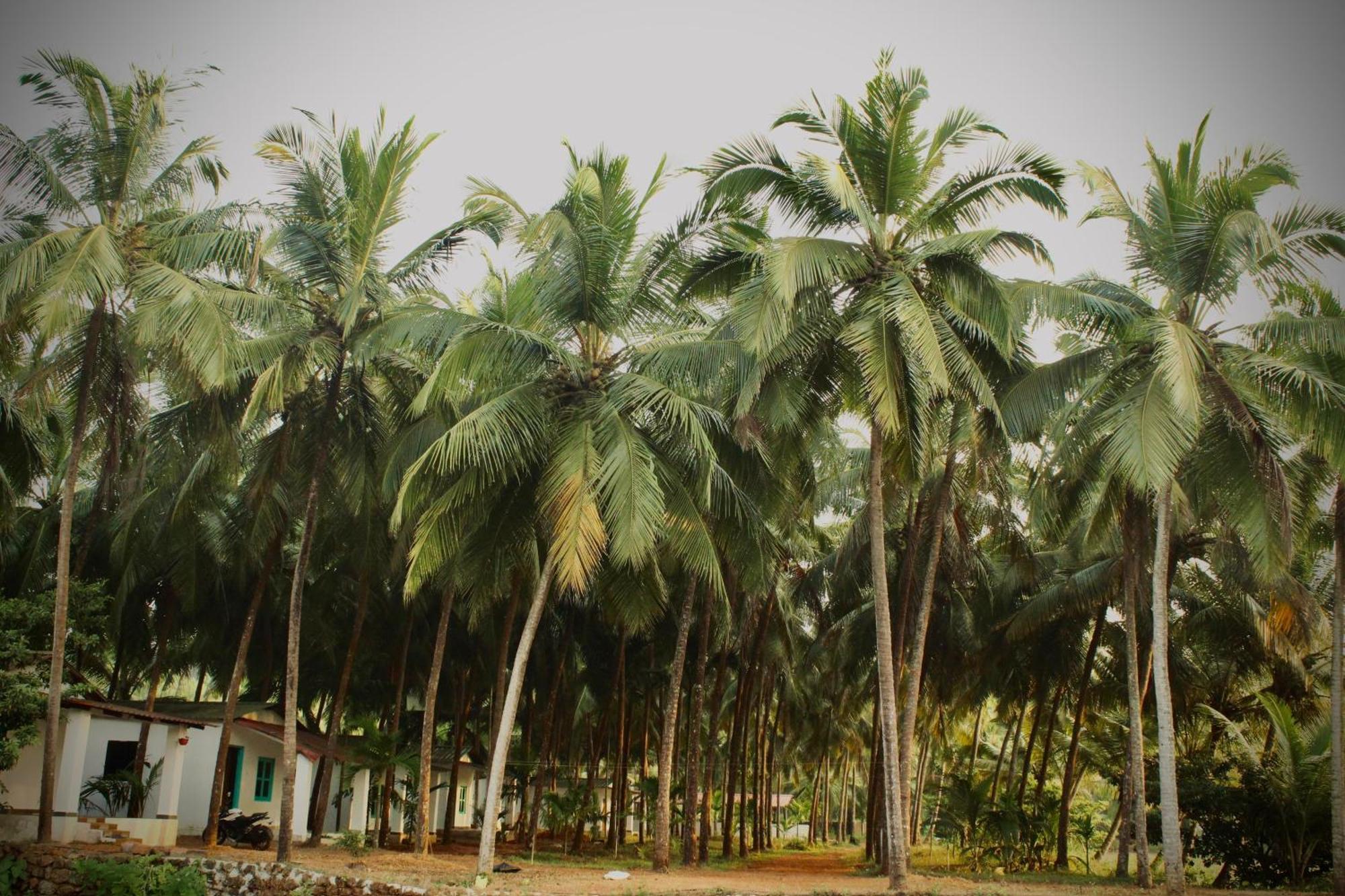India Yoga Village Canacona Bagian luar foto